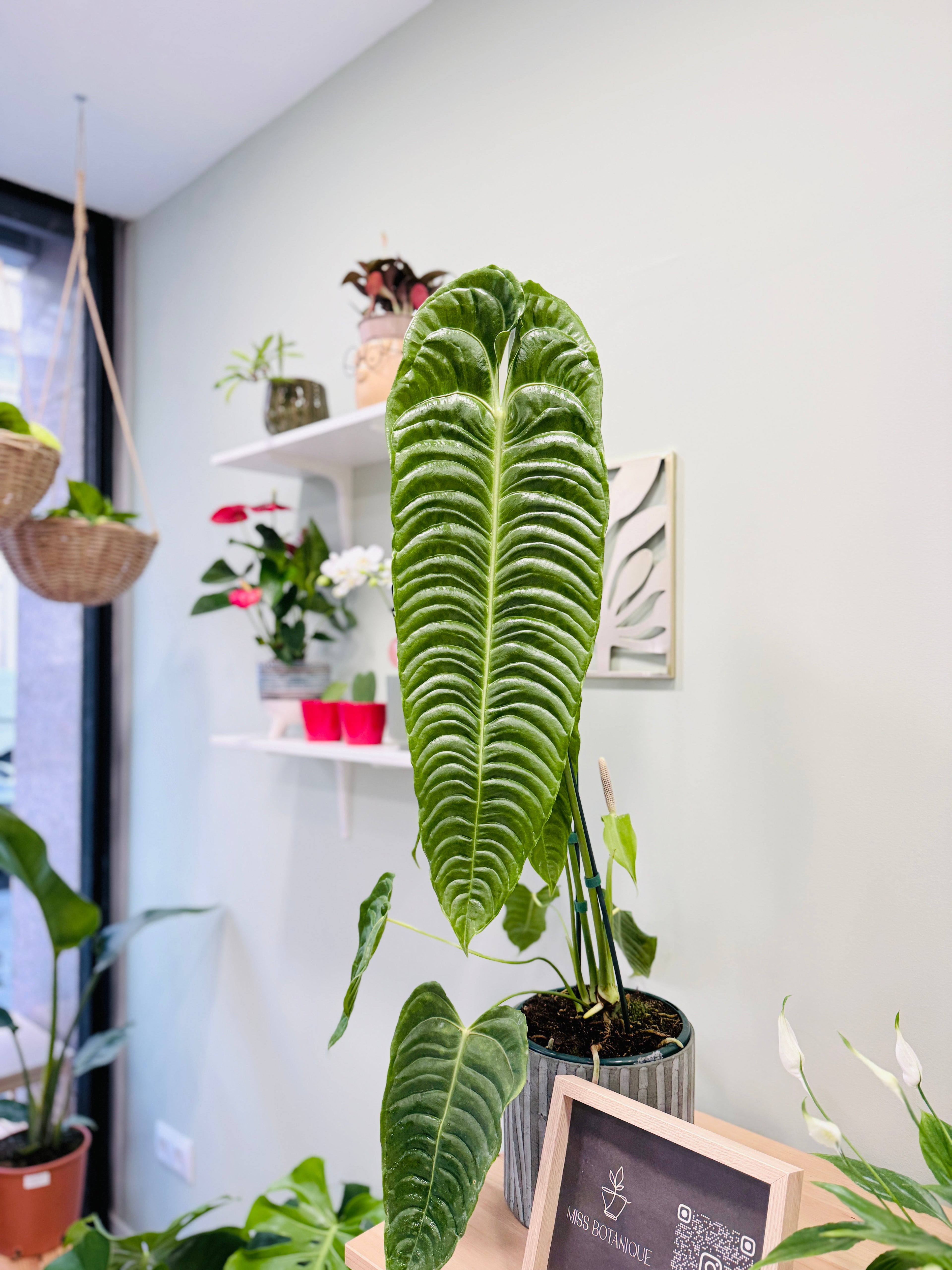 Plantas